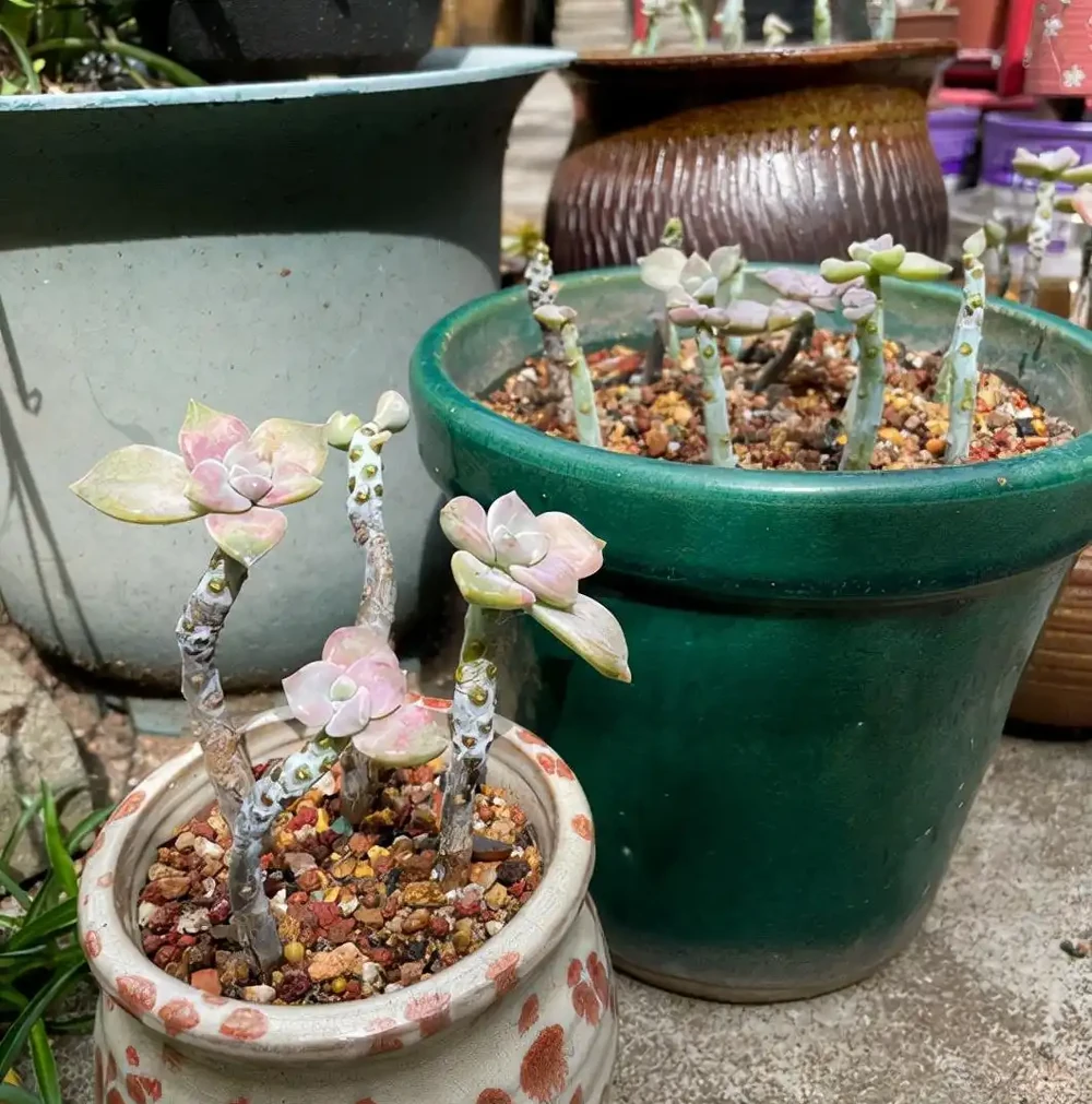 多肉紫悅度夏變成光桿了，經過挽救之後，希望快點爆側芽