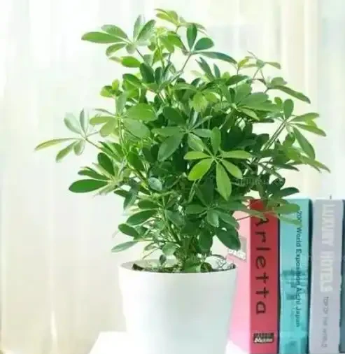 鴨腳木修剪方式及時間介紹