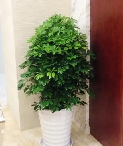 鴨腳木修剪方式及時間介紹