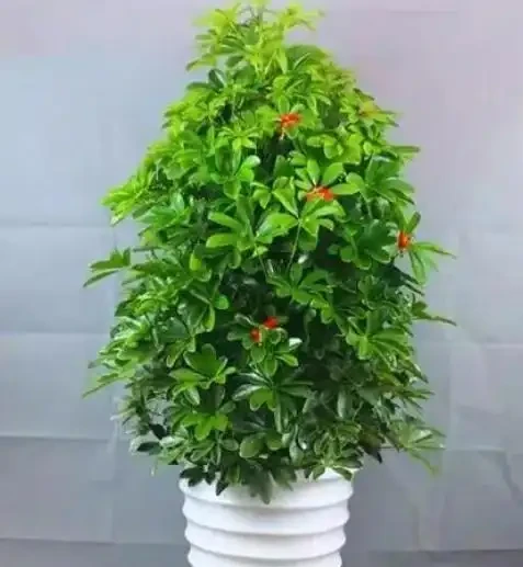 鴨腳木修剪方式及時間介紹