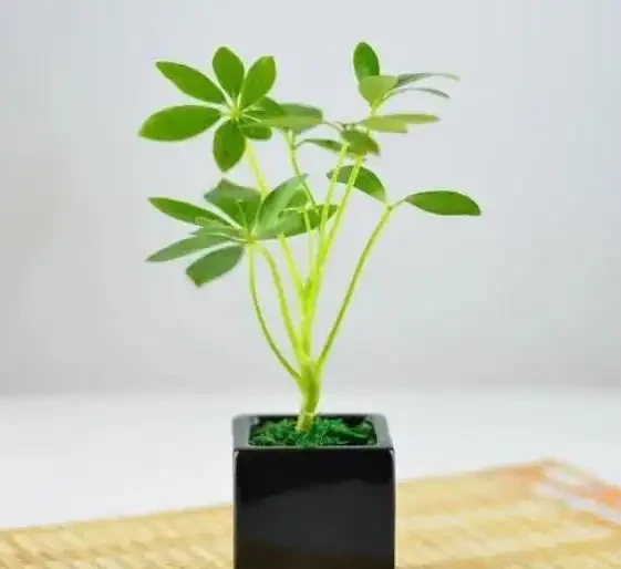 鴨腳木修剪方式及時間介紹
