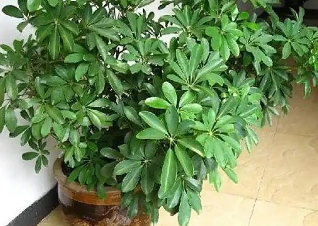 鴨腳木修剪方式及時間介紹