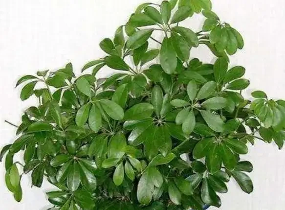 鴨腳木修剪方式及時間介紹
