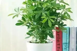 鴨腳木修剪方式及時間介紹