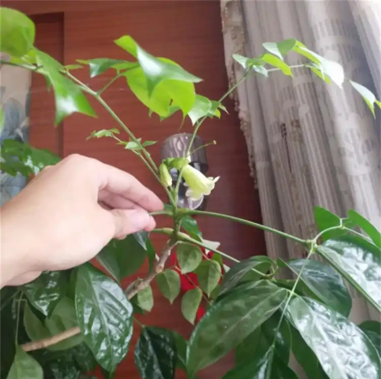 家養幸福樹掉葉子，一碰就掉怎麼回事？