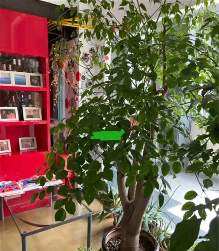 家養幸福樹掉葉子，一碰就掉怎麼回事？