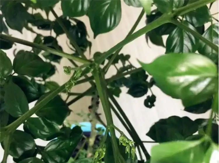 家養幸福樹掉葉子，一碰就掉怎麼回事？