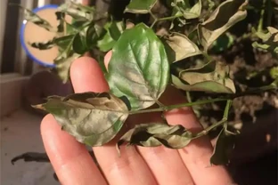 家養幸福樹掉葉子，一碰就掉怎麼回事？