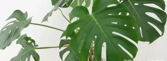 龜背芋有毒嗎能室內養嗎?