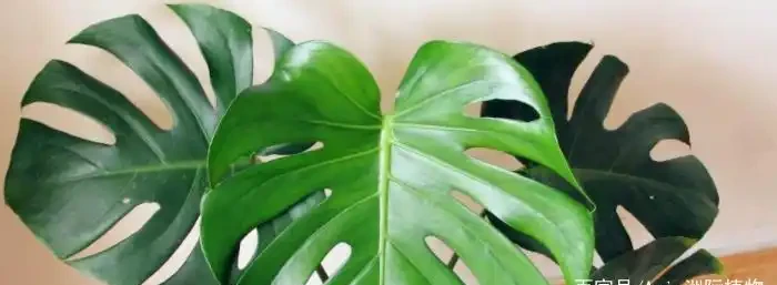 龜背芋有毒嗎能室內養嗎？