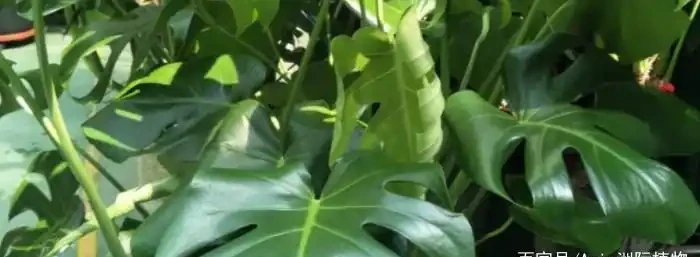 龜背芋有毒嗎能室內養嗎?