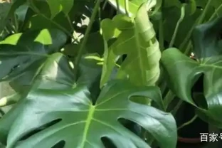 龜背芋有毒嗎能室內養嗎？