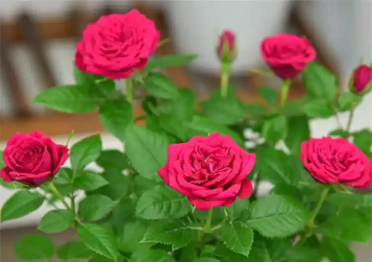 盆栽玫瑰花種植方法與技巧