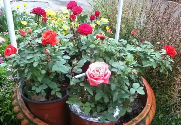 盆栽玫瑰花種植方法與技巧