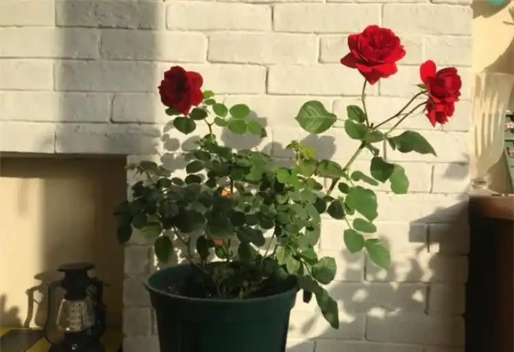 盆栽玫瑰花種植方法與技巧