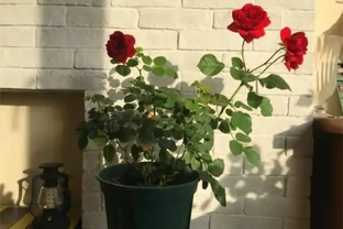 盆栽玫瑰花種植方法與技巧