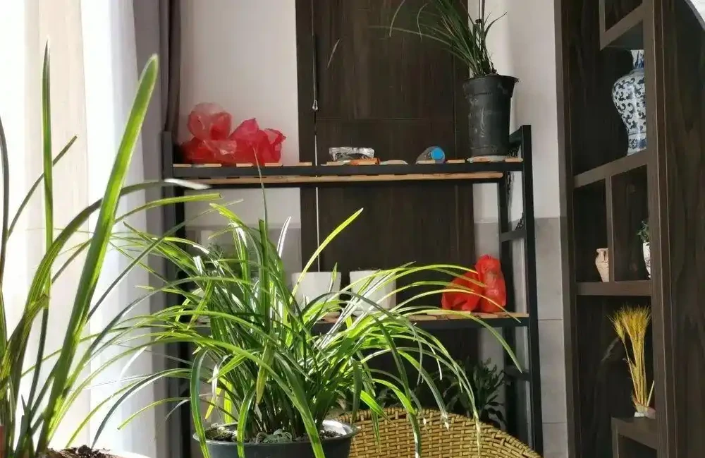 這樣的蘭花,還能恢復生機?蘭友都不敢相信了