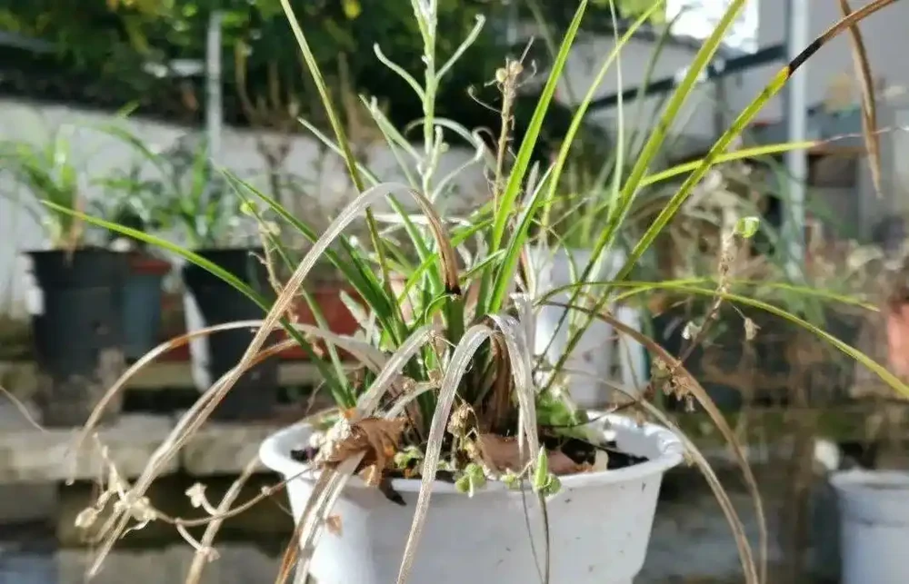 這樣的蘭花,還能恢復生機?蘭友都不敢相信了