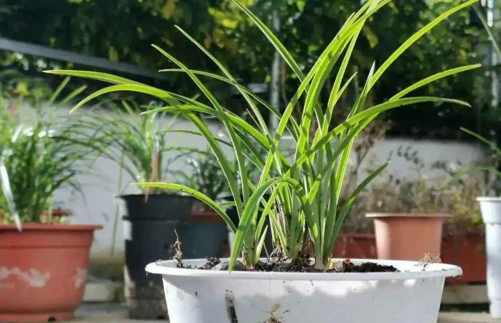 這樣的蘭花,還能恢復生機?蘭友都不敢相信了