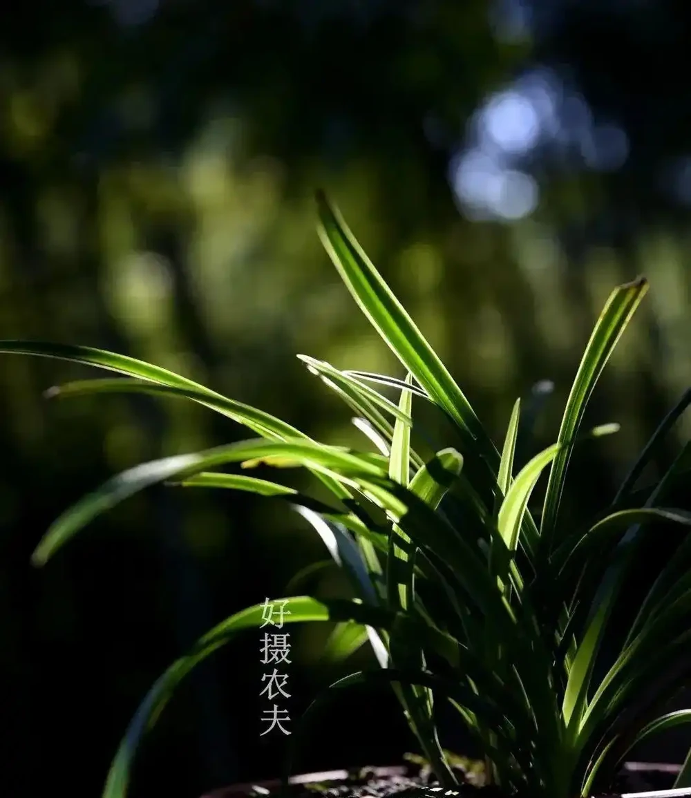 這樣的蘭花,還能恢復生機?蘭友都不敢相信了