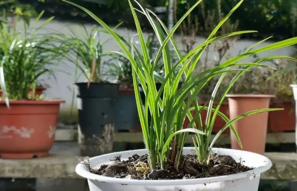 這樣的蘭花,還能恢復生機?蘭友都不敢相信了