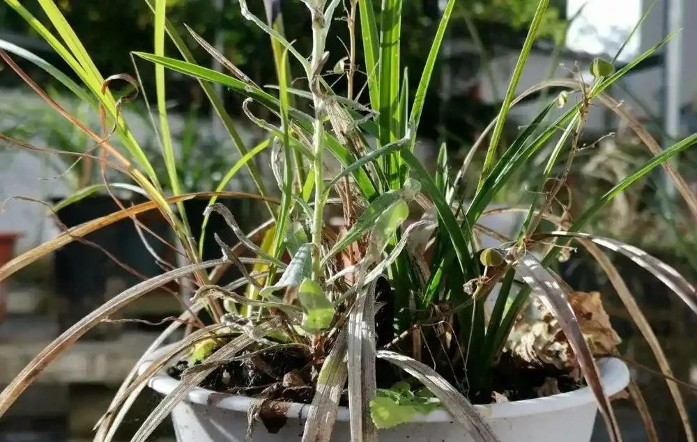 這樣的蘭花,還能恢復生機?蘭友都不敢相信了