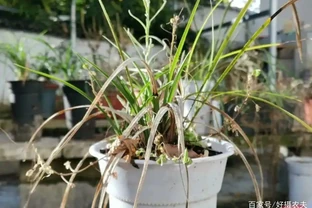 這樣的蘭花，還能恢復生機？蘭友都不敢相信了