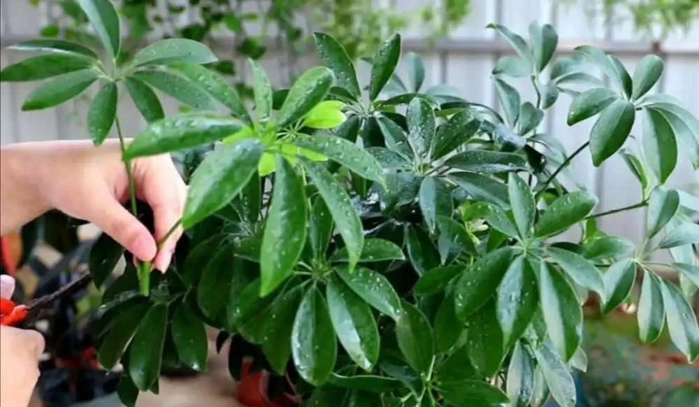 養鴨腳木,冬天4件事別做錯,不然長不旺,還容易凍壞!