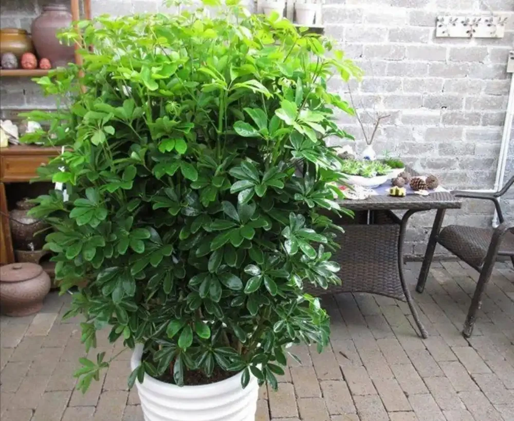 養鴨腳木,冬天4件事別做錯,不然長不旺,還容易凍壞!