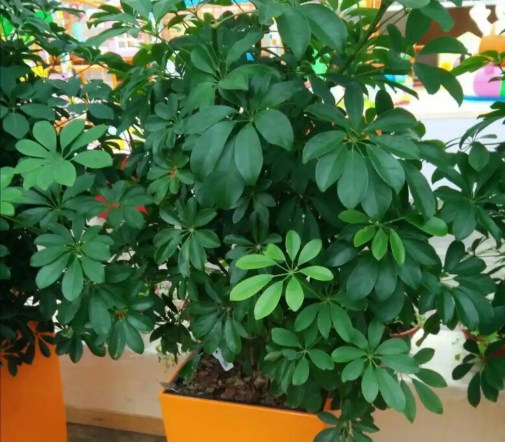 養鴨腳木,冬天4件事別做錯,不然長不旺,還容易凍壞!