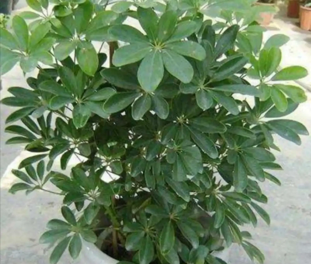 養鴨腳木,冬天4件事別做錯,不然長不旺,還容易凍壞!