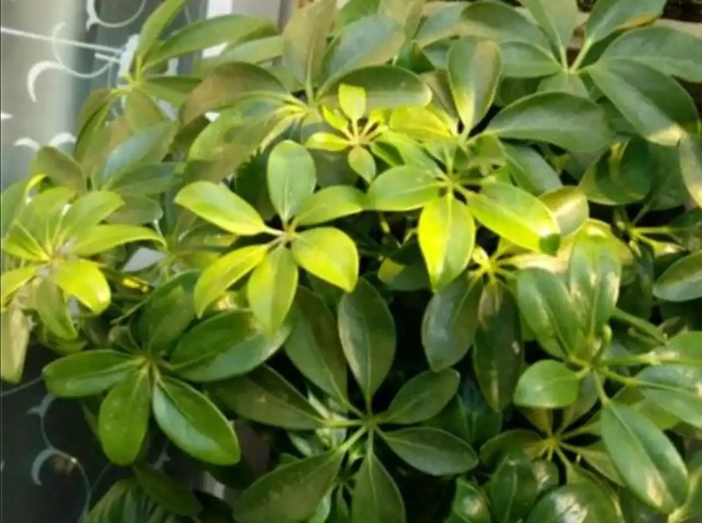 養鴨腳木,冬天4件事別做錯,不然長不旺,還容易凍壞!