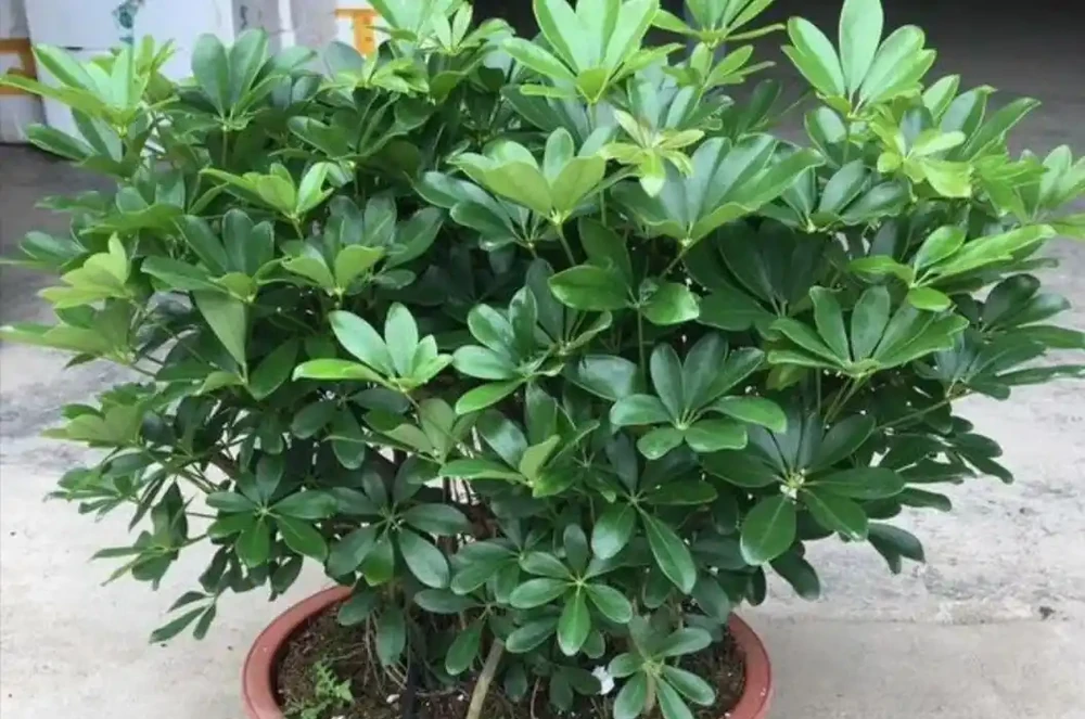 養鴨腳木,冬天4件事別做錯,不然長不旺,還容易凍壞!