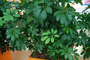 養鴨腳木，冬天4件事別做錯，不然長不旺，還容易凍壞！