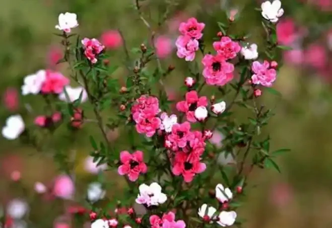 它是冬日裡的「年宵花」,開花似牡丹,室內養很容易開花