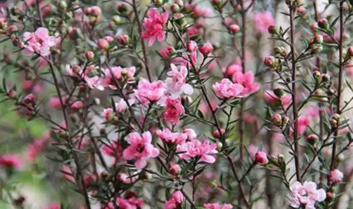 它是冬日裡的「年宵花」,開花似牡丹,室內養很容易開花