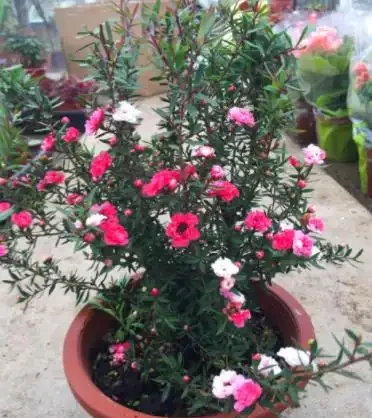 它是冬日裡的「年宵花」,開花似牡丹,室內養很容易開花