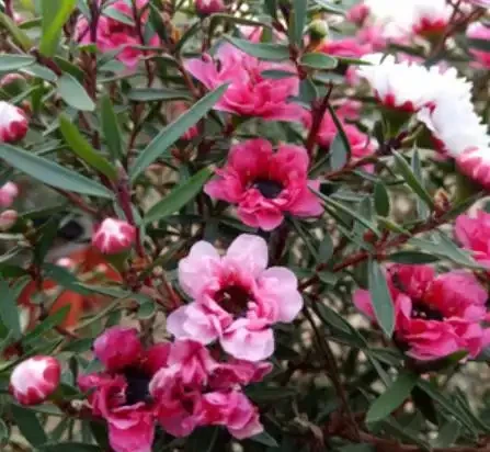 它是冬日裡的「年宵花」,開花似牡丹,室內養很容易開花