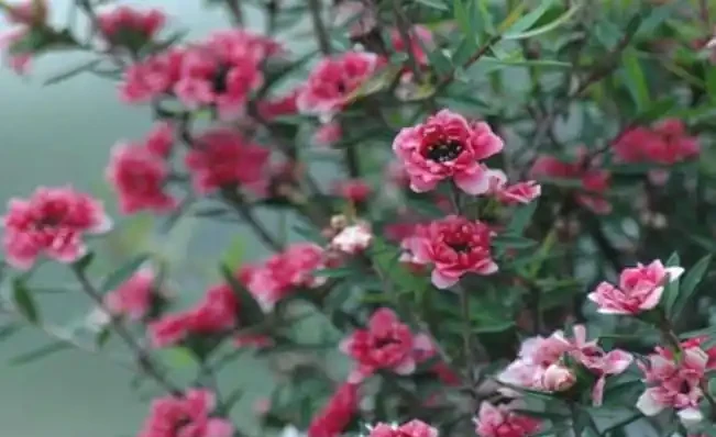 它是冬日裡的「年宵花」,開花似牡丹,室內養很容易開花