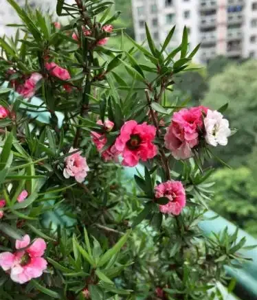 它是冬日裡的「年宵花」,開花似牡丹,室內養很容易開花