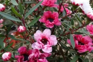 它是冬日裡的「年宵花」，開花似牡丹，室內養很容易開花