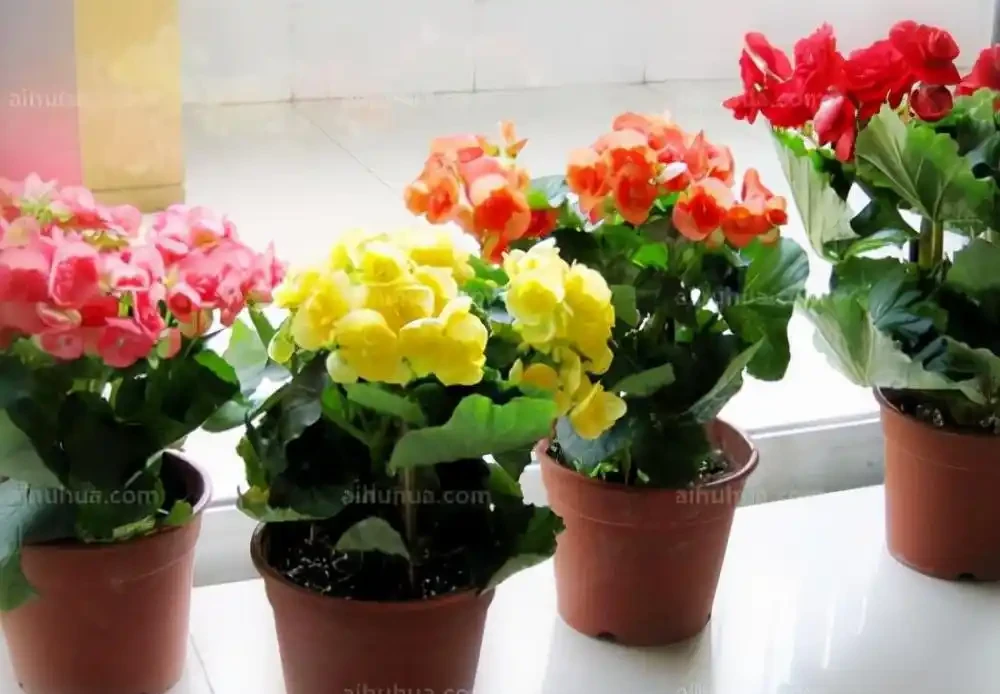 5種「耐寒花」,適合冬天養,多曬太陽,愛開花