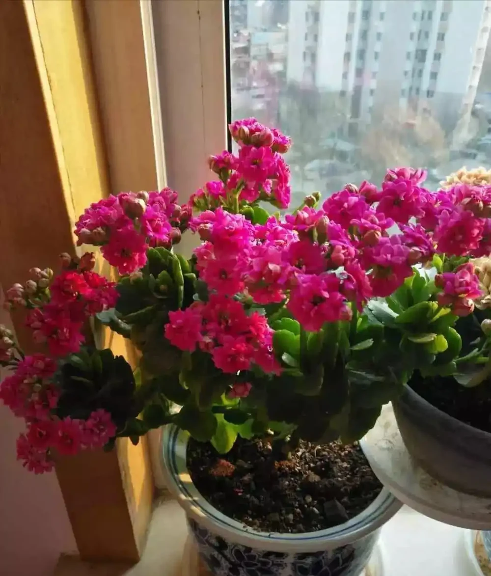5種「耐寒花」,適合冬天養,多曬太陽,愛開花