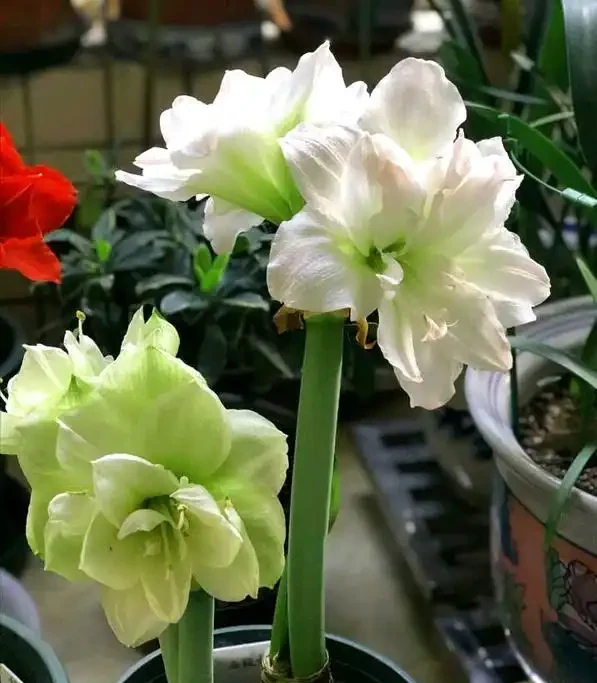 5種「耐寒花」,適合冬天養,多曬太陽,愛開花