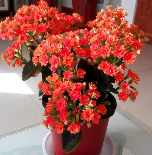 5種「耐寒花」,適合冬天養,多曬太陽,愛開花