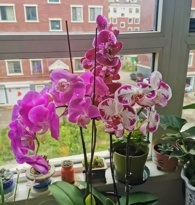 5種「耐寒花」,適合冬天養,多曬太陽,愛開花