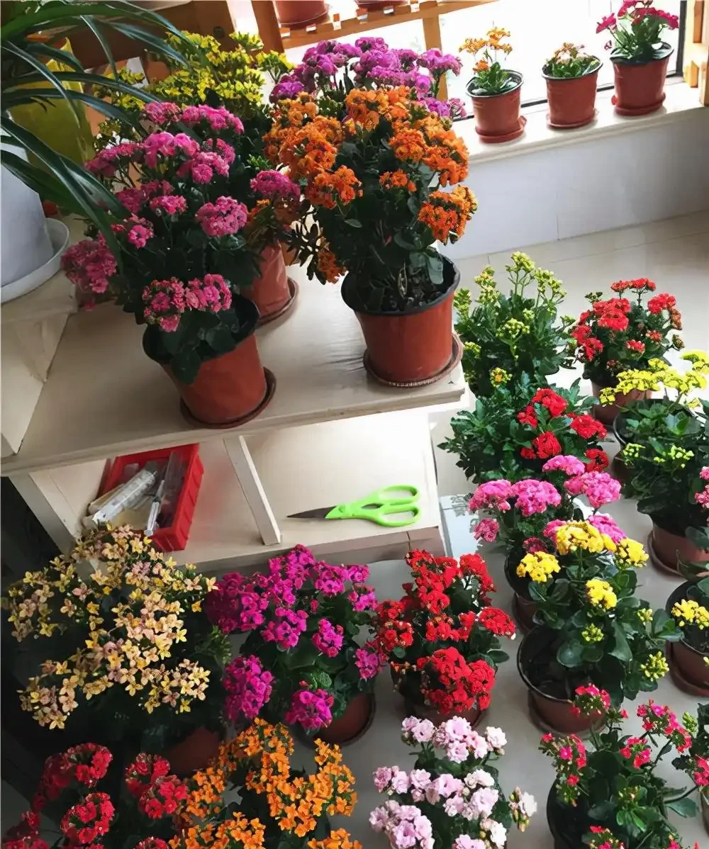 5種「耐寒花」,適合冬天養,多曬太陽,愛開花