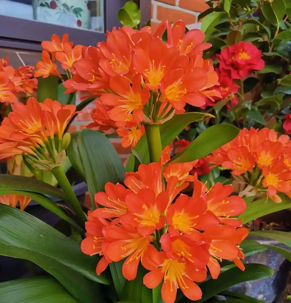 5種「耐寒花」,適合冬天養,多曬太陽,愛開花