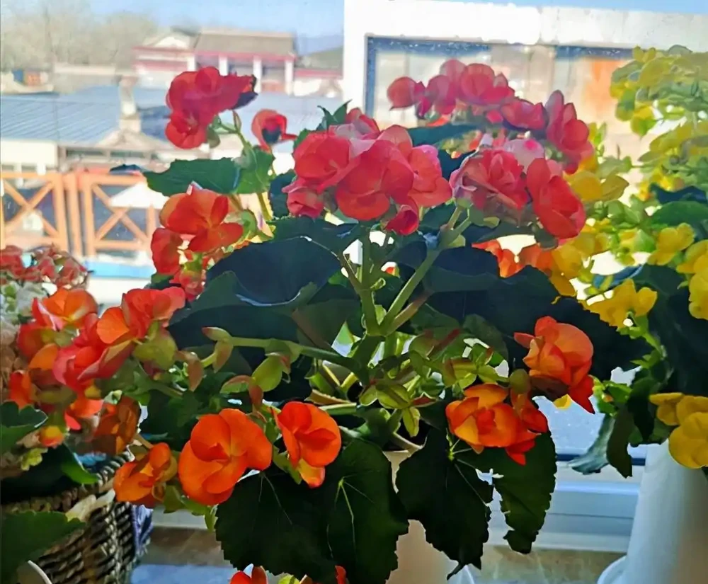 5種「耐寒花」,適合冬天養,多曬太陽,愛開花