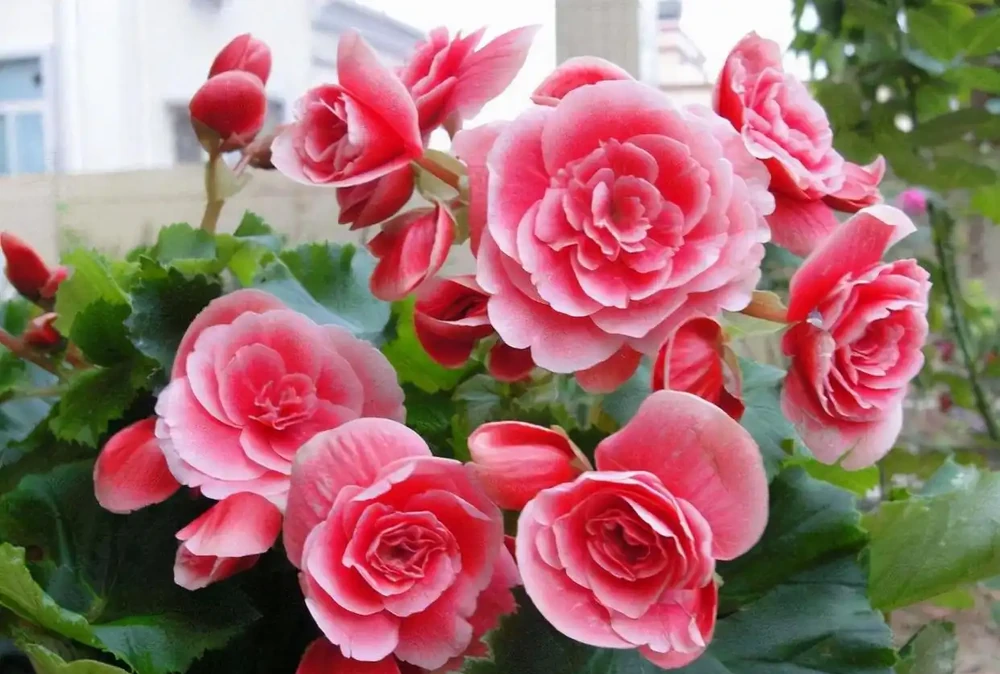 5種「耐寒花」,適合冬天養,多曬太陽,愛開花